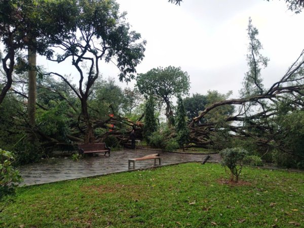 Cây to đền Quán Thánh Hà Nội bất ngờ đổ sâp