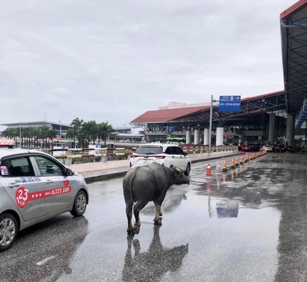 'Lamborghini' lên sân bay Nội Bài.