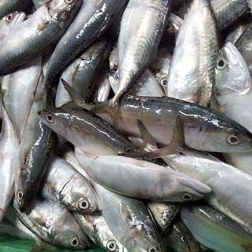 Cá Bạc Má - Indian mackerel  (1).jpg