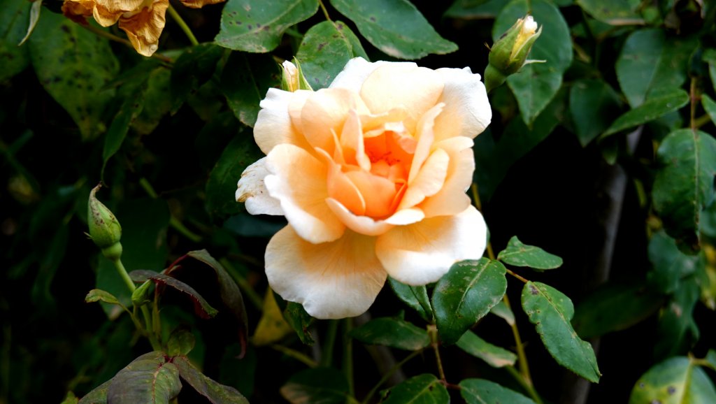 DSC00728.JPG