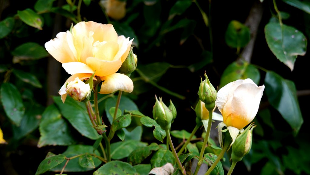 DSC00729.JPG