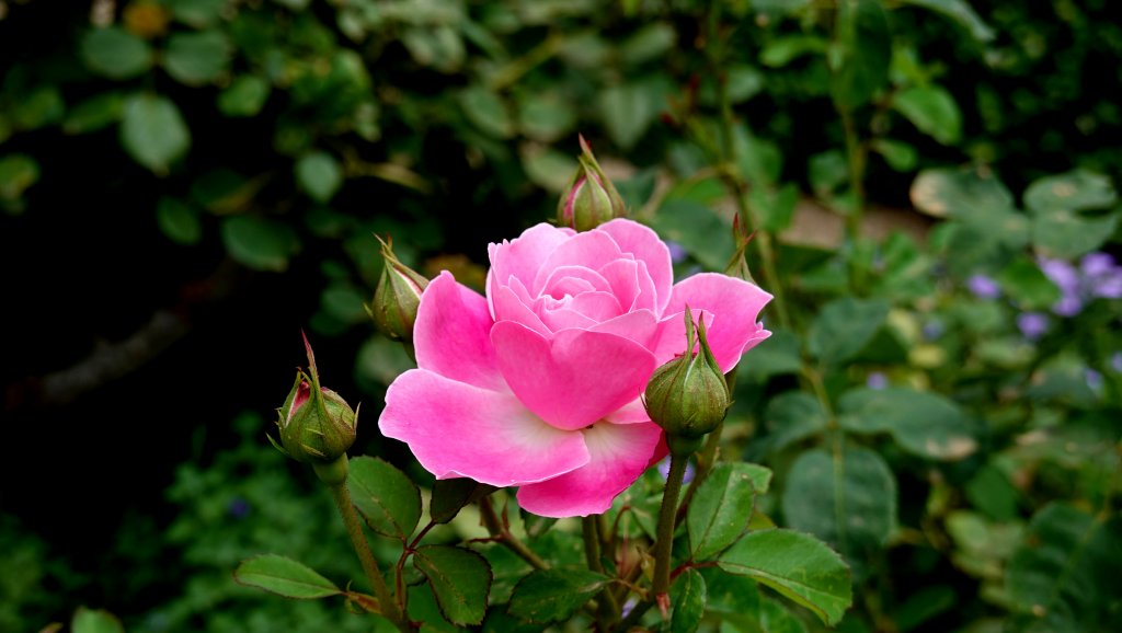 DSC00733.JPG