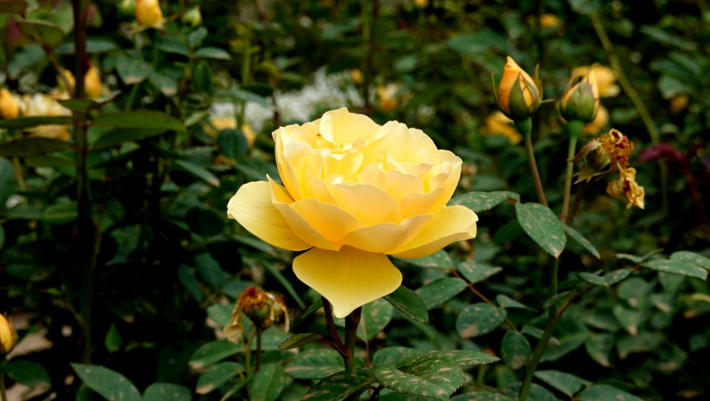 DSC00734.JPG