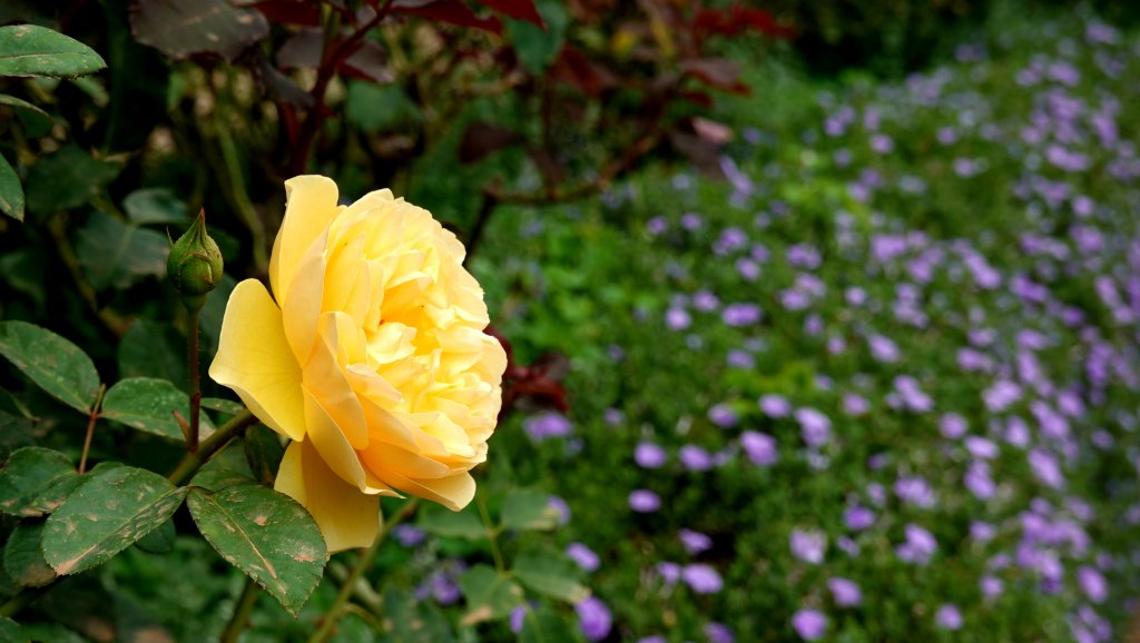 DSC00735.JPG