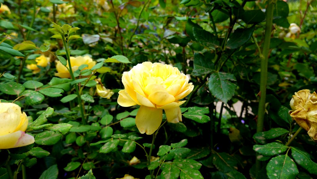 DSC00742.JPG