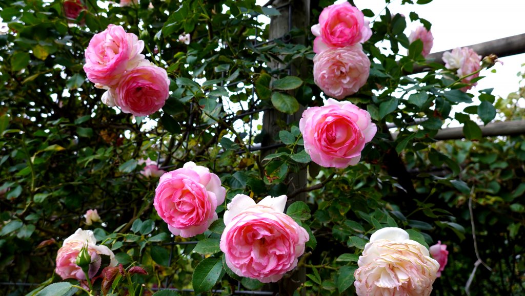DSC00765.JPG