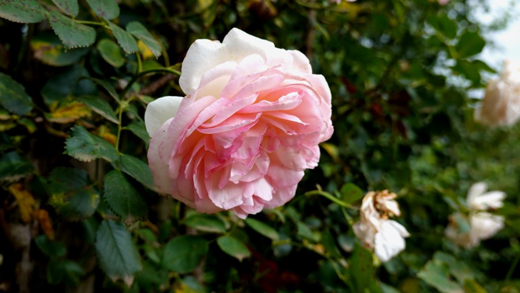 DSC00767.JPG