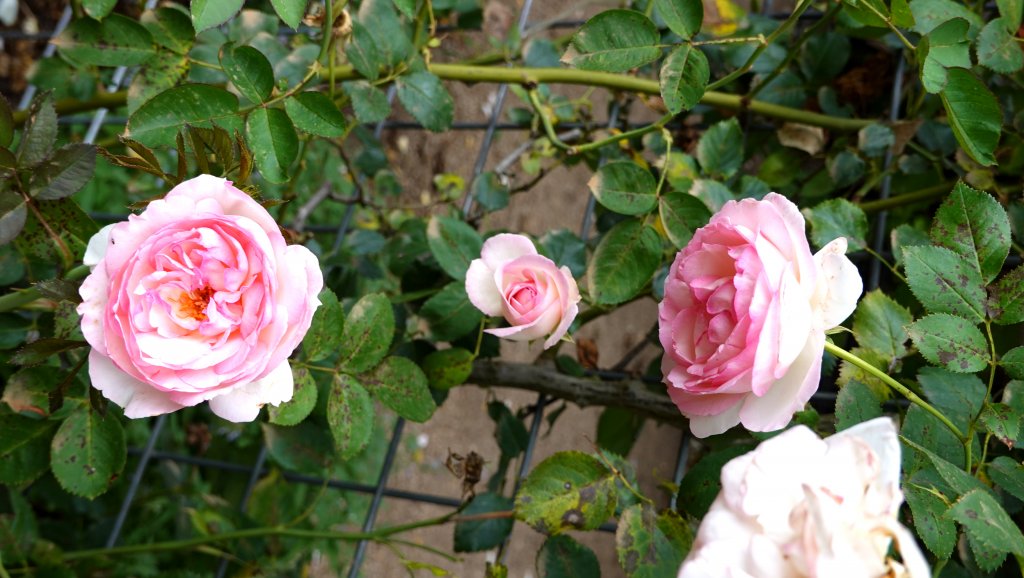 DSC00766.JPG