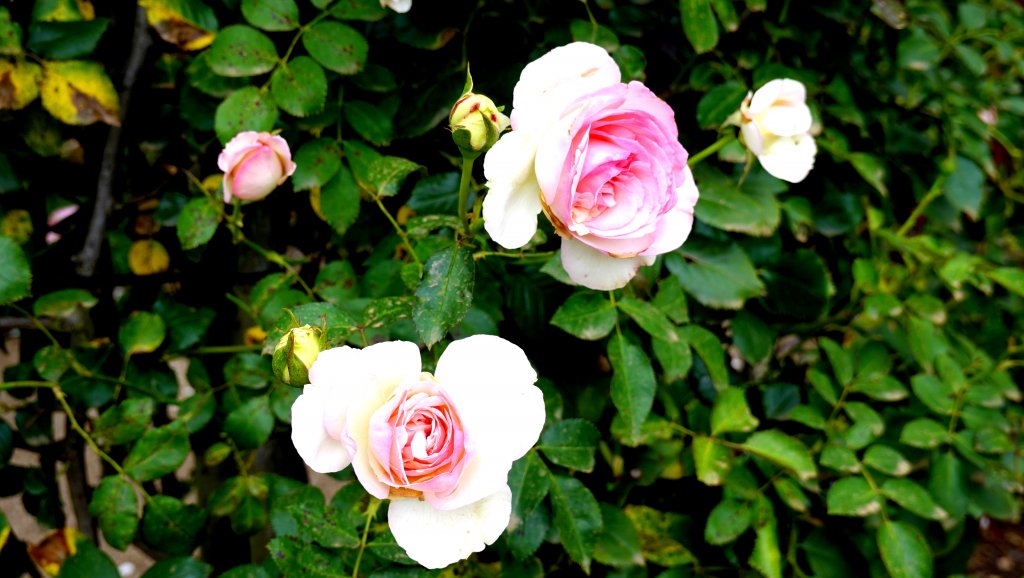 DSC00770.JPG