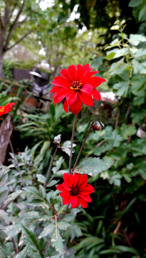DSC00784.JPG