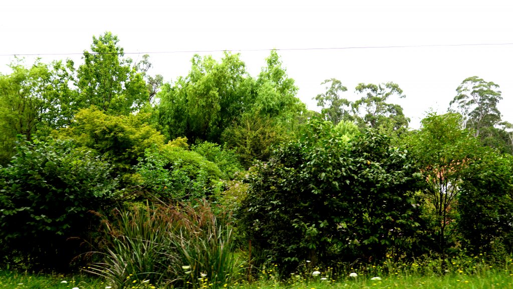 DSC00652.JPG