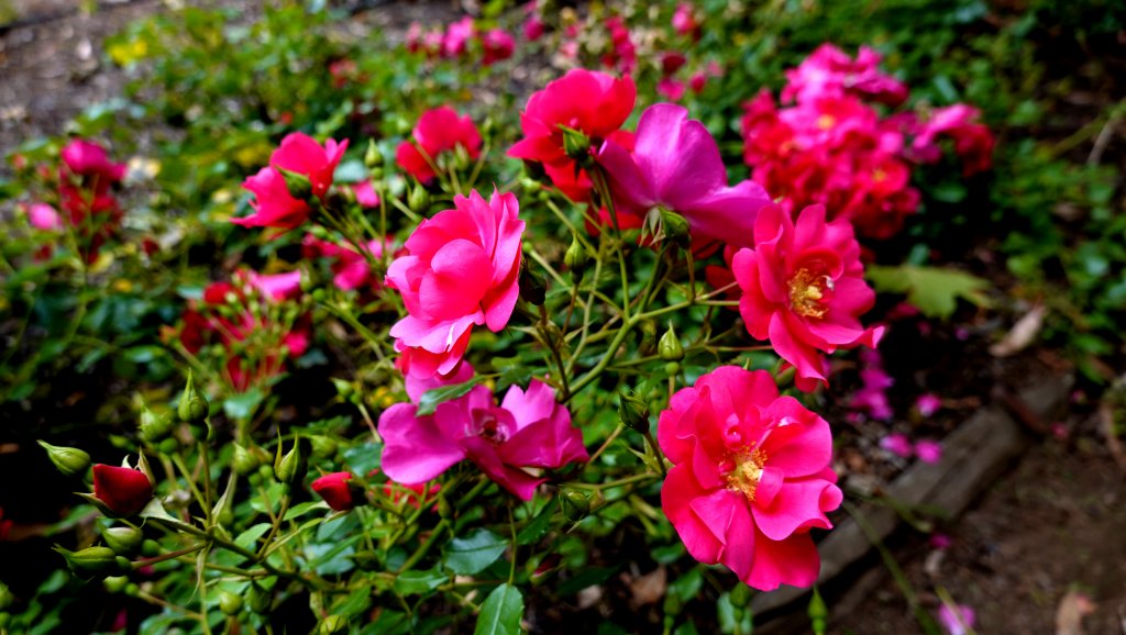 DSC00872.JPG