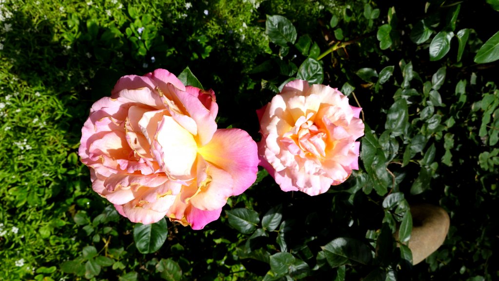 DSC00896.JPG