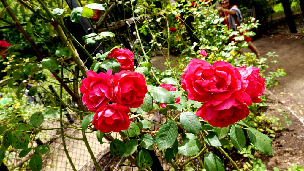 DSC00875.JPG