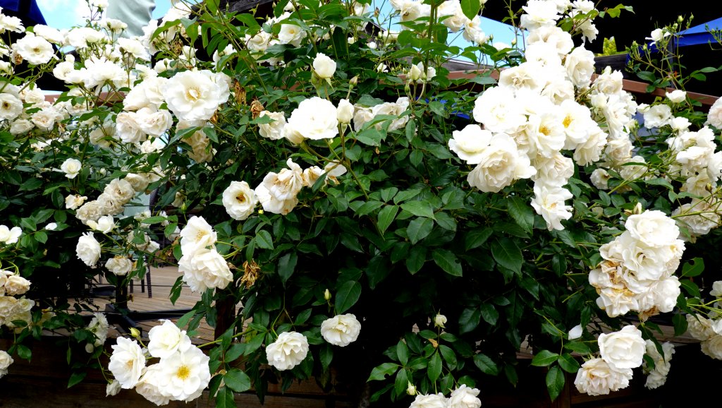 DSC00892.JPG