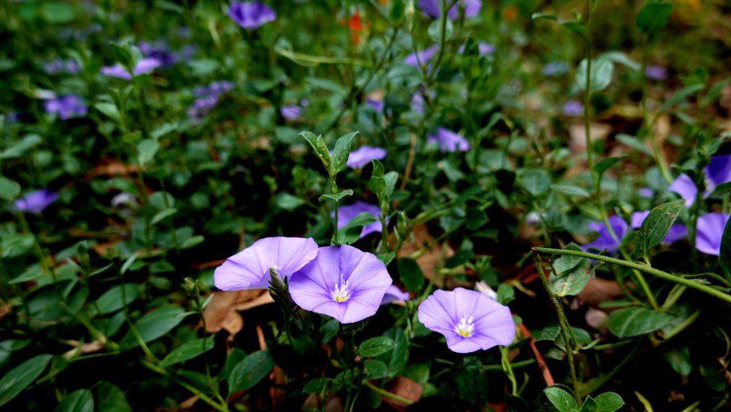 DSC00878.JPG