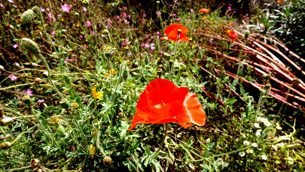 DSC00882.JPG