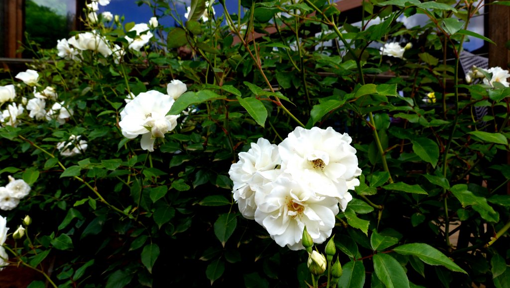DSC00894.JPG