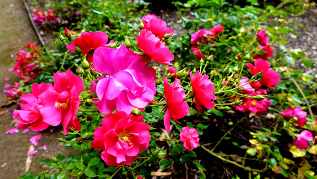 DSC00873.JPG