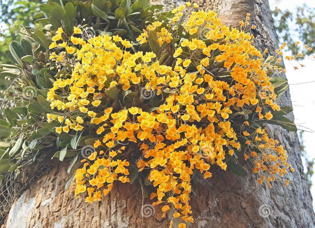 yellow-orchid-dendrobium-lindleyi-steud-134888087.jpg