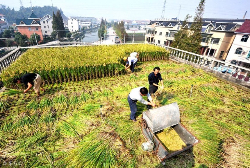 rice-on-rooftop-harvest.jpg