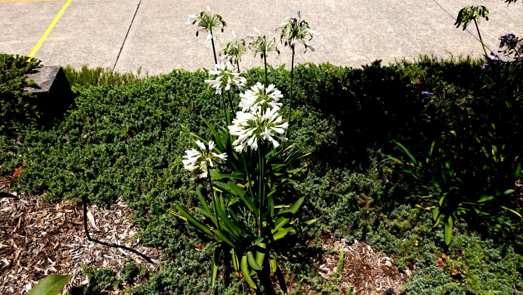 DSC00329.JPG