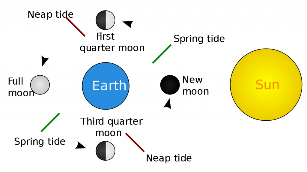 Tide_schematic.svg.png