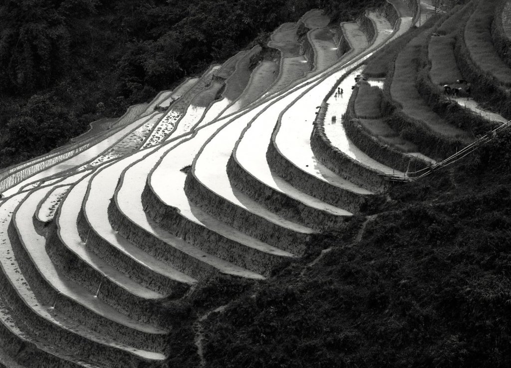 Terraced-Rice-Fields-1995.jpg