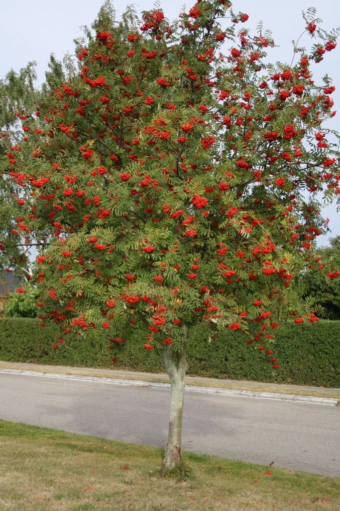 Sorbus-aucuparia-683x1024.jpg