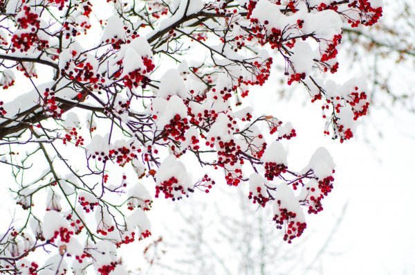 depositphotos_60521977-stock-photo-rowan-in-the-snow.jpg