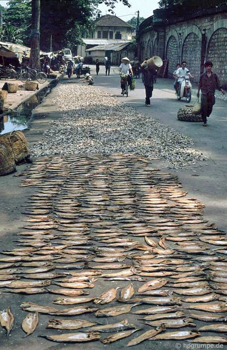 8.Stockfish.jpg