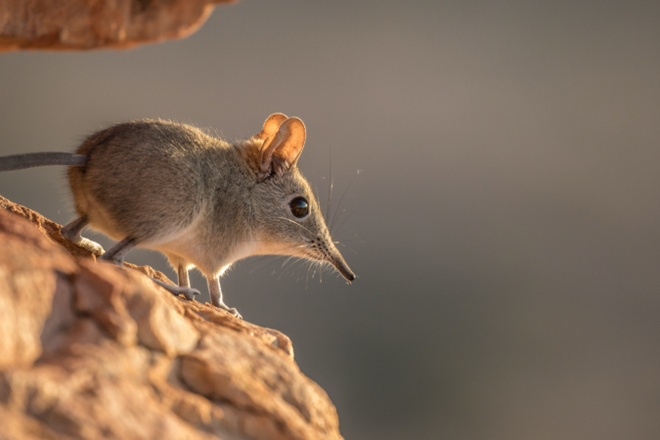 Elephant Shrew - The Small Four-Legged Mammal Related to Elephants Elephant Shrew - The Small Four-Legged Mammal Related to Elephants