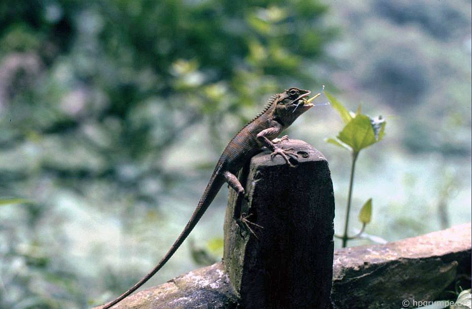 vietnam_1991_01061a.jpg