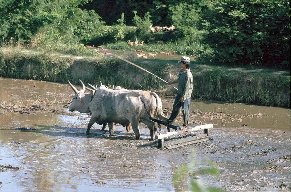 vietnam_1992_00442.jpg