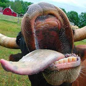 cow_tongue_46746479.jpg