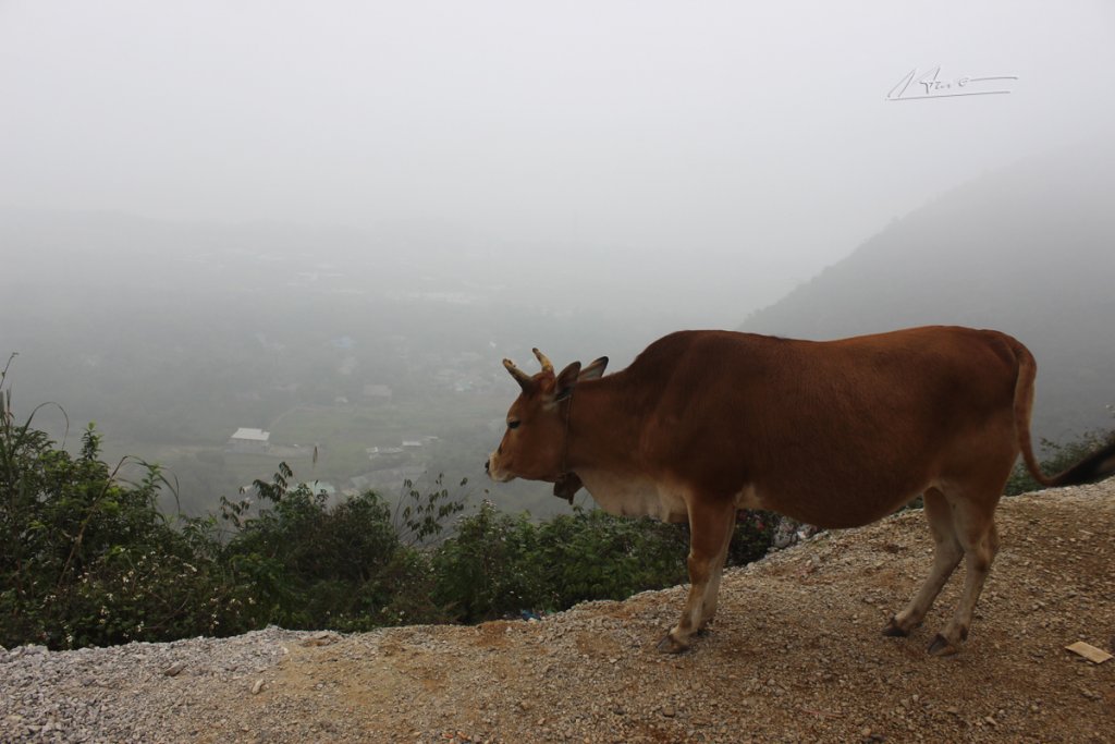 TVH's pic - Deo Da Trang Thung Khe, Hoa Binh - 301219 (12)+.jpg