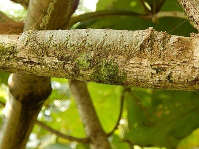 400px-Perfect_Camouflage_(Caterpillar_on_teakwood_branch).jpg