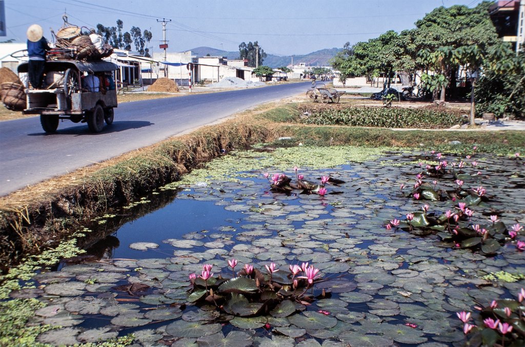 Lotus-in-a-pond.jpg