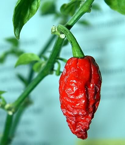 Bhut Jolokia (ớt ma)cay tới 1,001,304 SHUs. Ớt xah của Mễ chỉ có độ cay là 1,500 SHUs, ớt jala...jpg