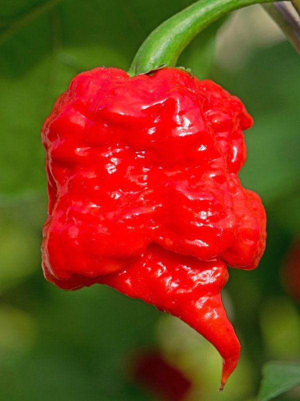 Carolina Reaper 1.569.300 đv Scoville. cay gấp 500 lần loại sốt cay nổi tiếng Tabasco, cay nhấ...jpg