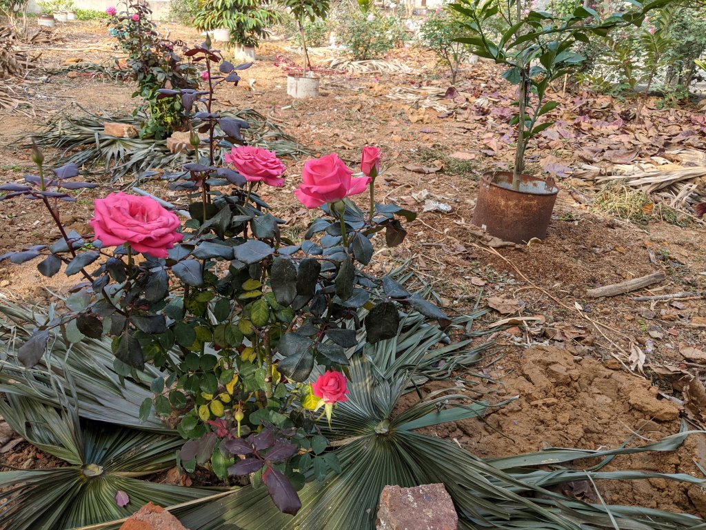 PXL_20210118_021227221.jpg