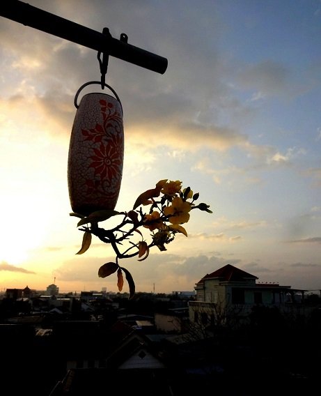 Ngam-dan-bonsai-nguoc-doi-cua-lao-gan-xu-Quang-hoa--19--1588649864-width461height568.jpg
