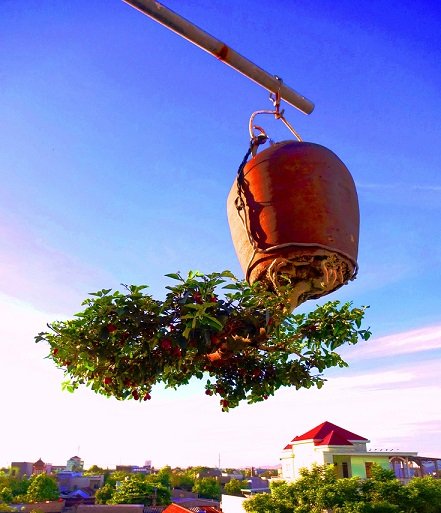 Ngam-dan-bonsai-nguoc-doi-cua-lao-gan-xu-Quang-hoa--26--1588649864-width441height513.jpg