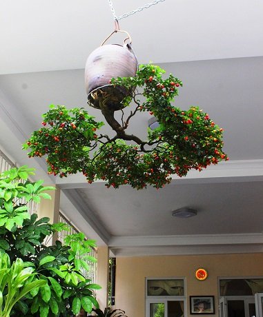 Ngam-dan-bonsai-nguoc-doi-cua-lao-gan-xu-Quang-hoa--27--1588649864-width381height460.jpg