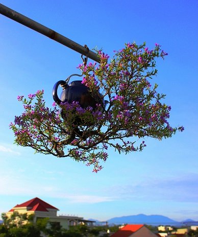 Ngam-dan-bonsai-nguoc-doi-cua-lao-gan-xu-Quang-hoa--29--1588649864-width388height464.jpg