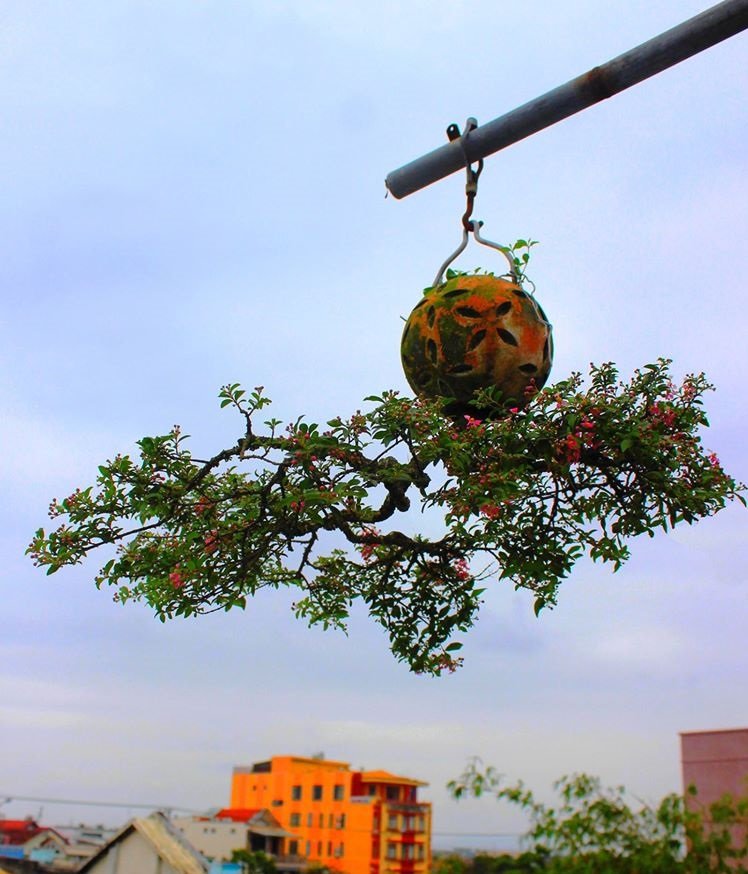 Ngam-dan-bonsai-nguoc-doi-cua-lao-gan-xu-Quang-hoa--33--1588649864-width748height874.jpg