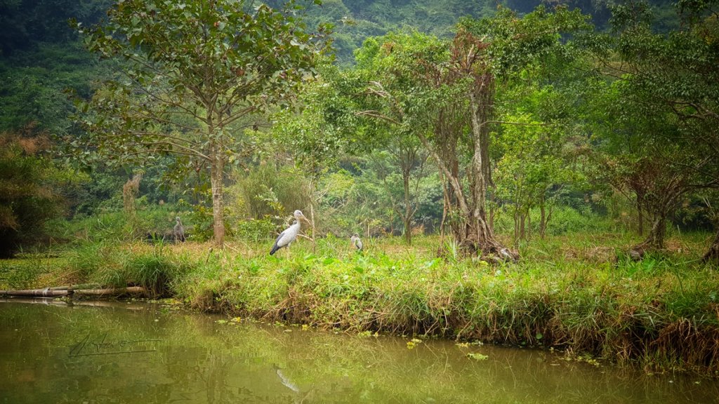 TVH's pic - KDL Vuon chim Thung Nham, Ninh Binh - 200121 (12)-01.jpeg's pic - KDL Vuon chim Thung Nham, Ninh Binh - 200121 (12)-01.jpeg