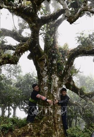 che shan tuyet vanhien_vn1.jpg