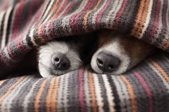 funny_dogs_sleeping_under_blanket__3819750035.jpg