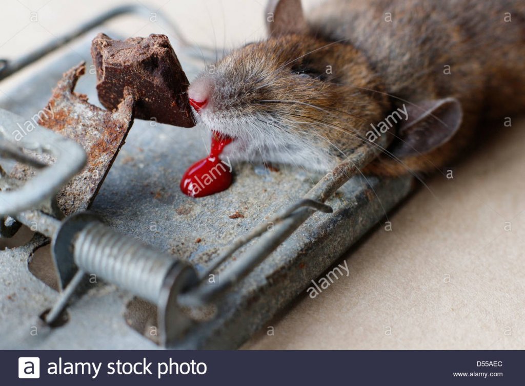 house-mouse-trapped-and-killed-in-mousetrap-131044-mouse-trap-D55AEC.jpg